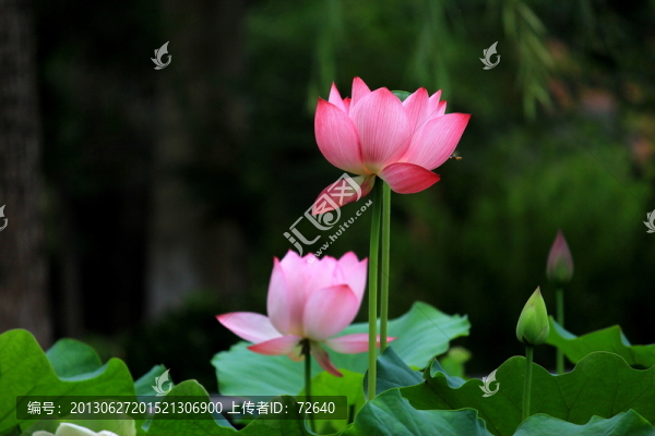 紅荷花