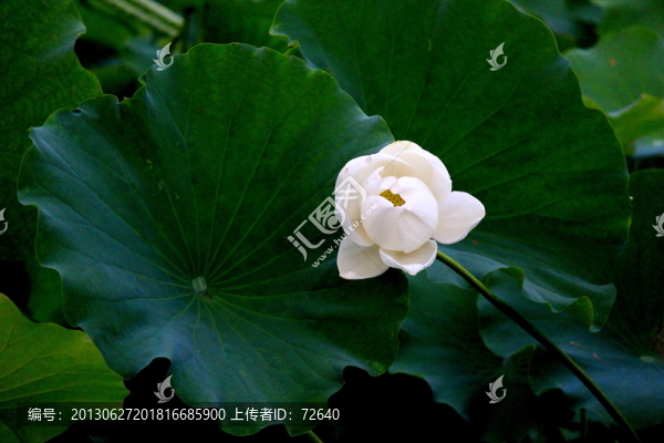 白荷花