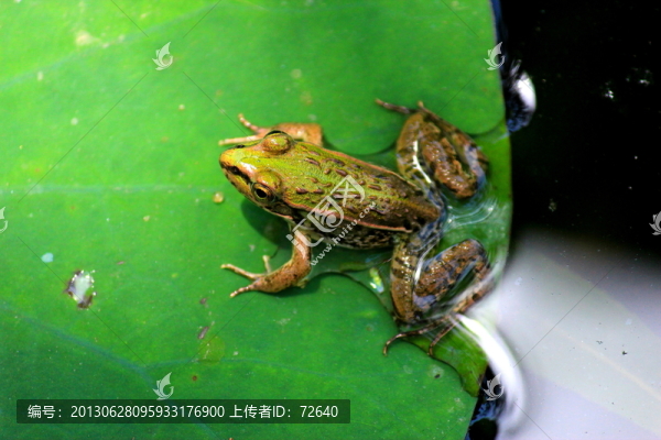 青蛙