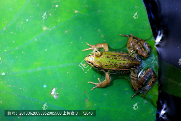 青蛙