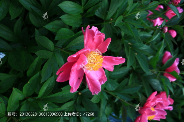 芍藥