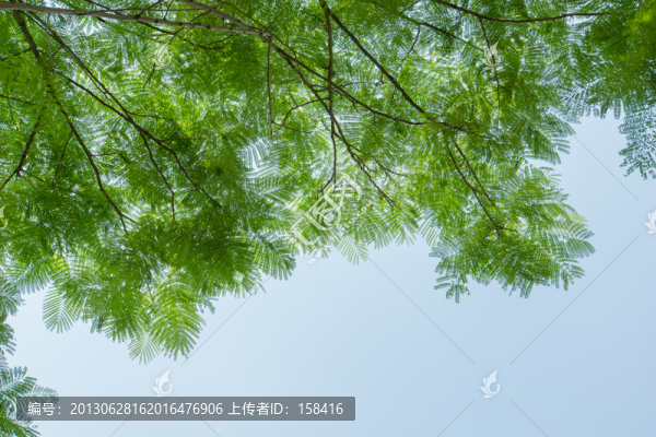樹蔭