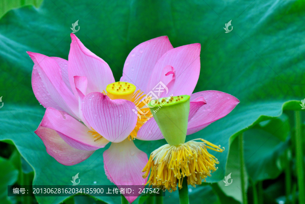 荷花