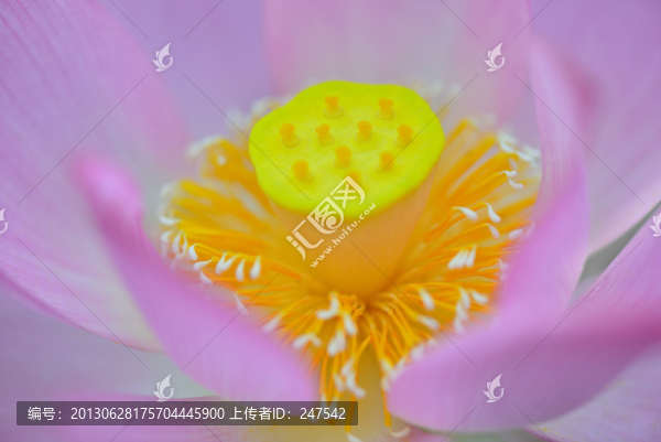 蓮