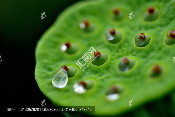蓮子