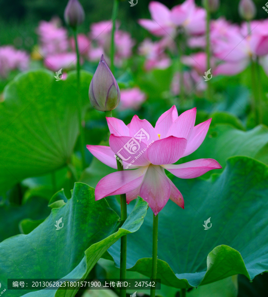 荷花