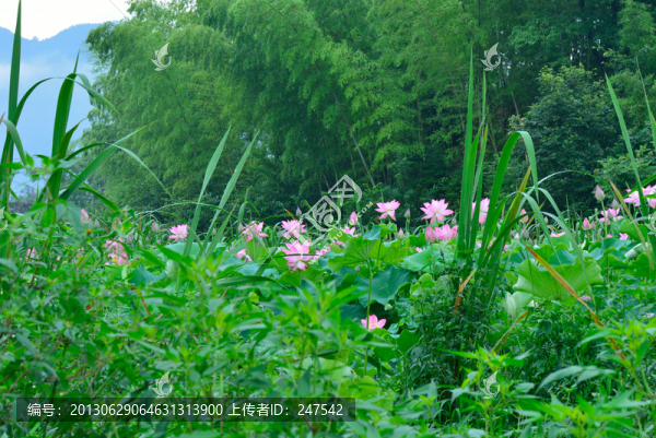 荷花