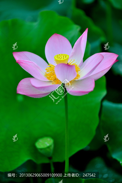 荷花