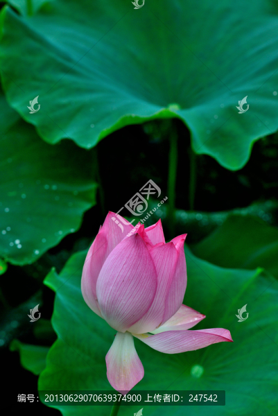 荷花