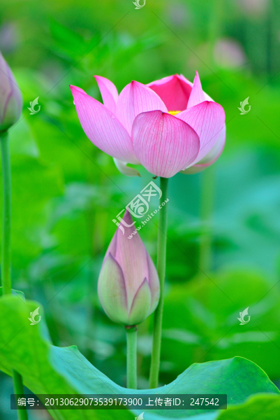 荷花