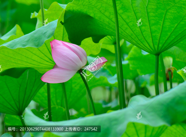 荷花