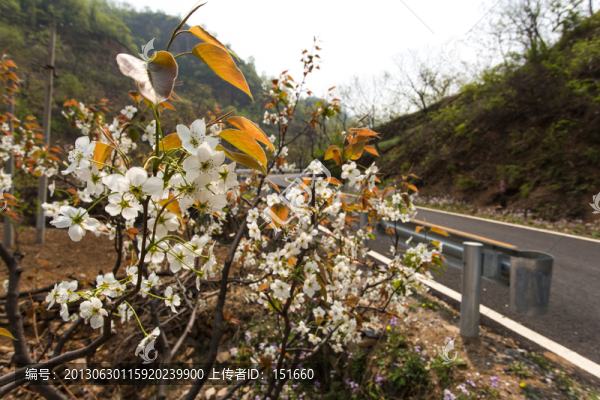 公路邊野花