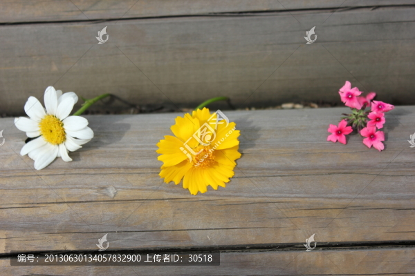 金雞菊與雛菊