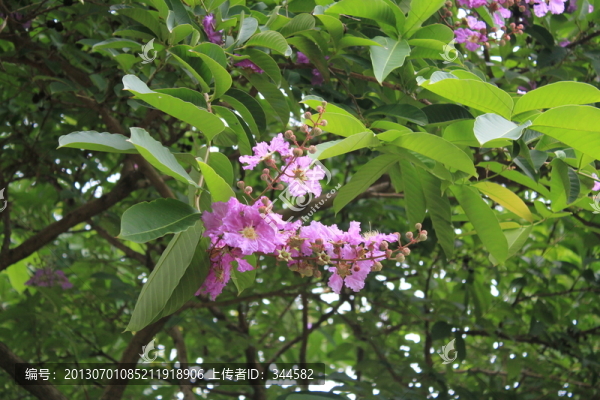 紫薇花