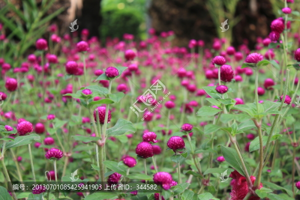 圓球花