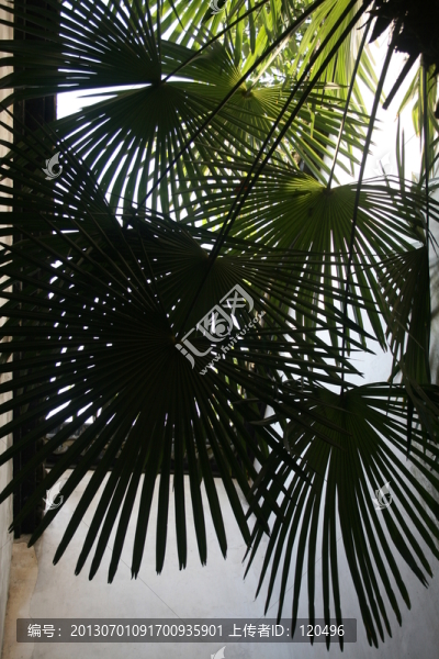 棕櫚樹
