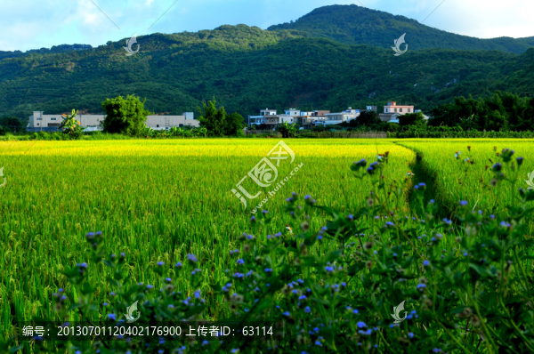 田園風(fēng)光,稻田