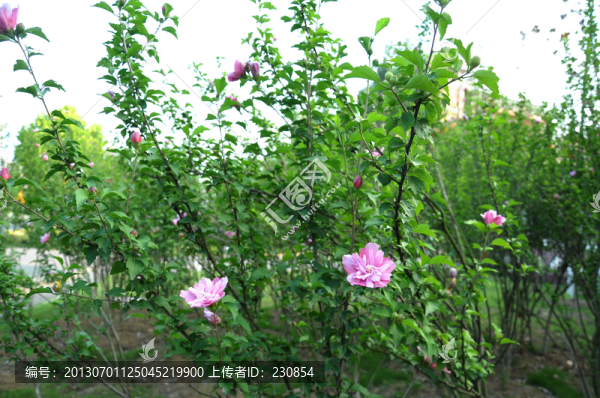 木槿樹,木槿花