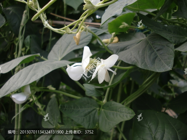 豆角,,,,長豆角花