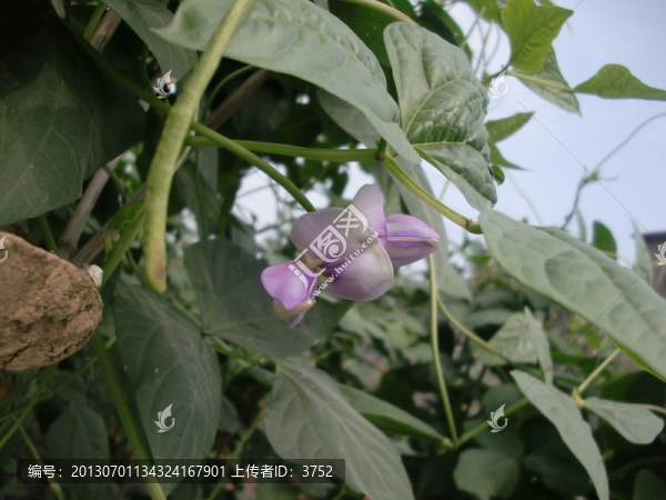 豆角花