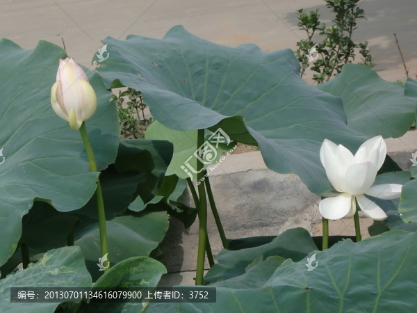 荷花,,荷花池