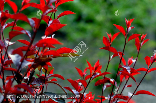 紅葉
