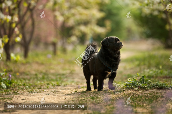 黑色小狗