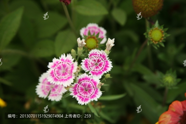石竹