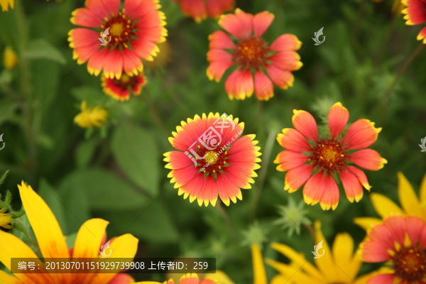 車矢菊