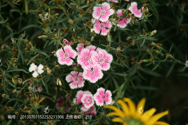 石竹小花