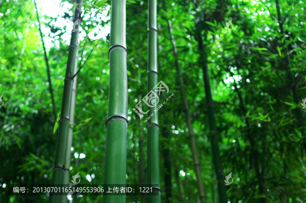 竹之語(yǔ)