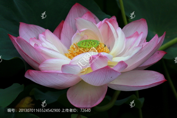 荷花