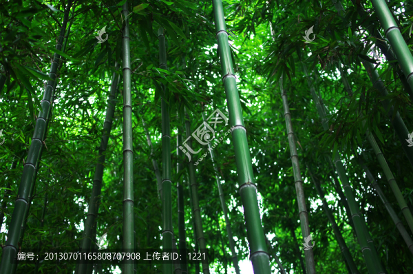 竹林