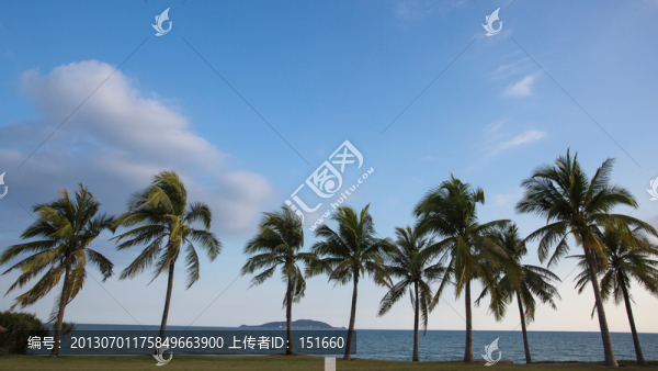 沙灘上的椰子樹