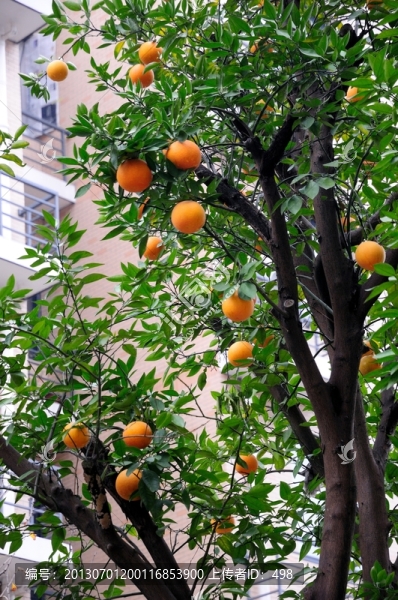 柚子樹(shù)