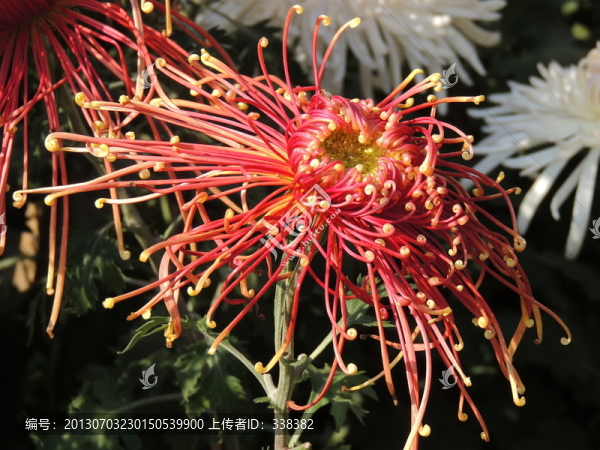 美菊