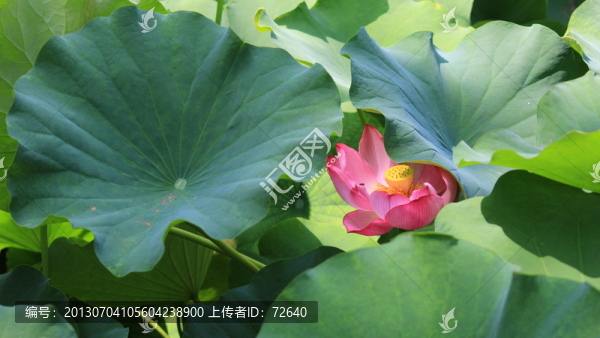 荷花