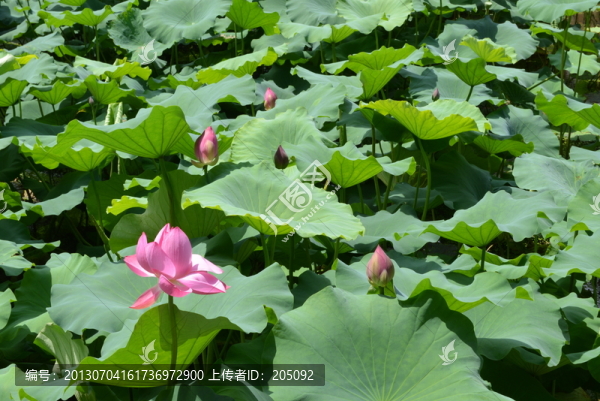 荷花