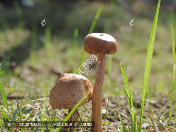 蘑菇姐弟
