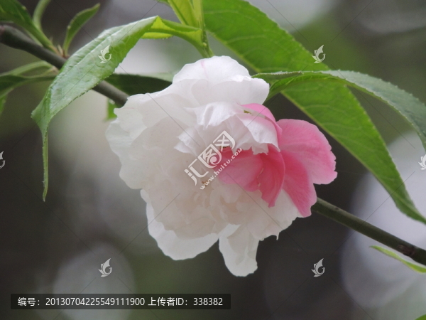 紅白桃
