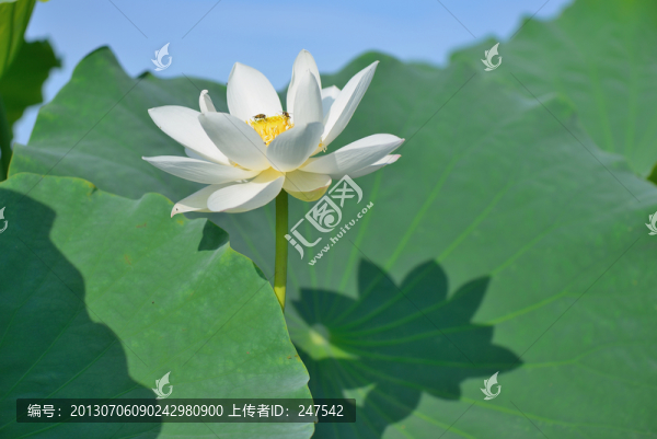 白蓮花
