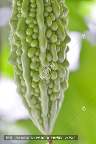 苦瓜