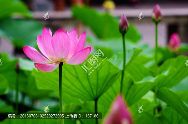 荷花