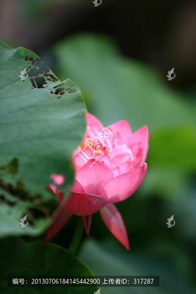 荷花
