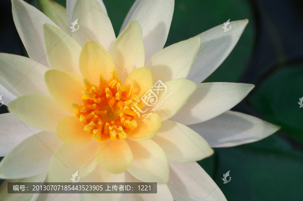 蓮語心