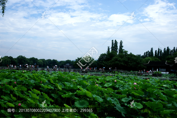 西湖風(fēng)景,藍(lán)天白云,曲院風(fēng)荷