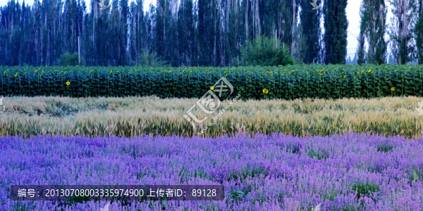 層次分明的薰衣草田