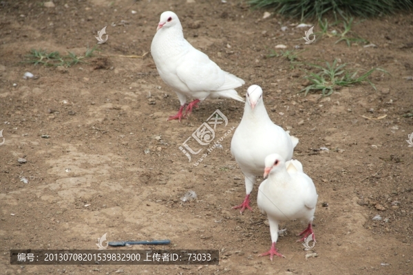鴿子