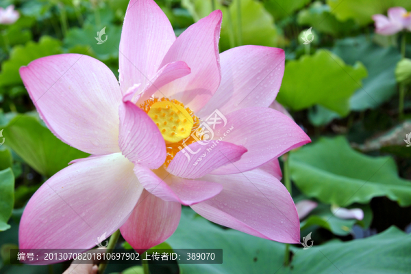 荷花