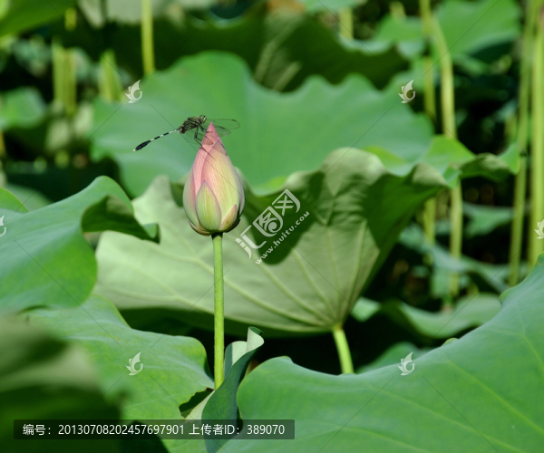 荷花蜻蜓